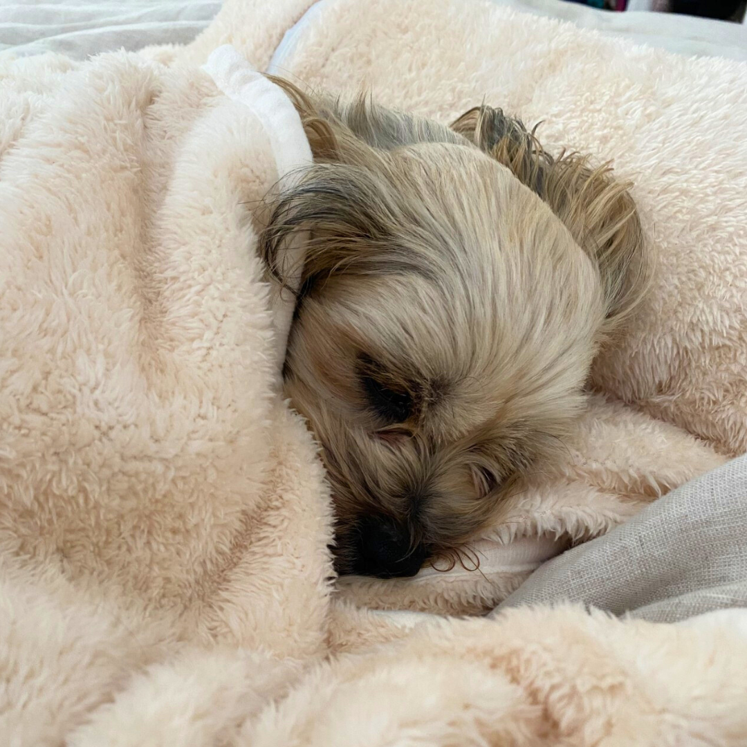 calming anxiety pet blanket